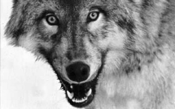 Keeping the wolf from the door – Can schools expand curriculum while facing funding drop?