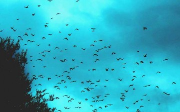 A Murmuration of Starlings – working together to drive improvement